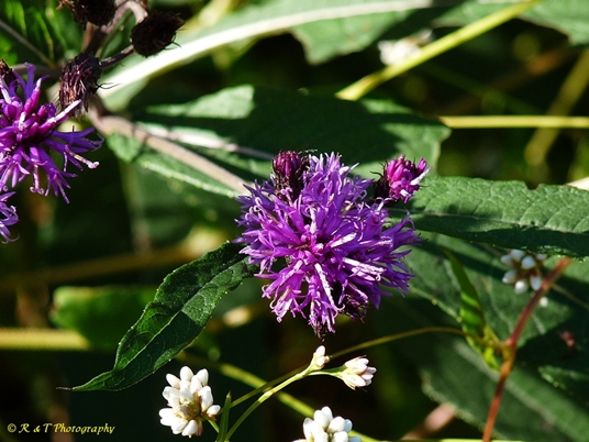{Vernonia noveboracensis}